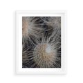 Plakat w ramie 40x50 - Ulotna Piękność Natury - makro, dmuchawce - rama biała