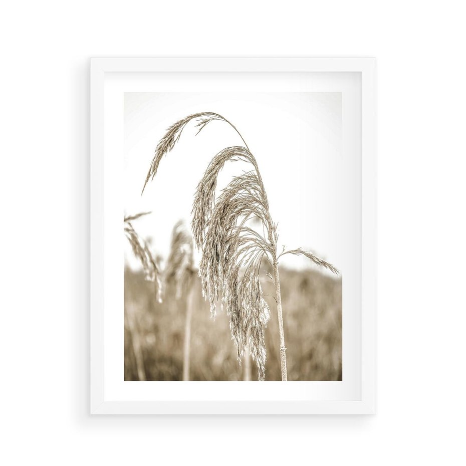 Plakat w ramie 40x50 - Ujęcie Suchych Traw - suche trawy, zbliżenie - rama biała