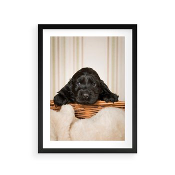 Plakat w ramie 50x70 - Uroczy szczeniak w akcji - piesek, szczeniak - rama czarna