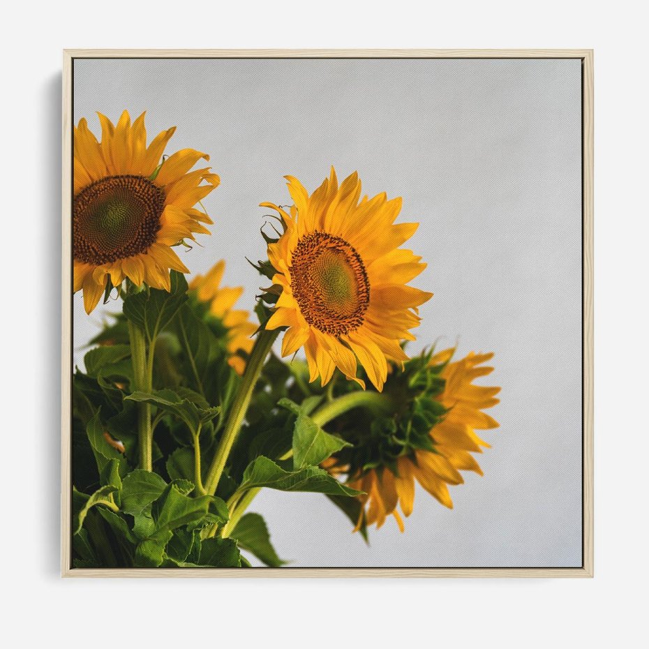 Obraz w ramie 50x50 - Słoneczna Radość - fotografia, żółte słoneczniki - rama drewno