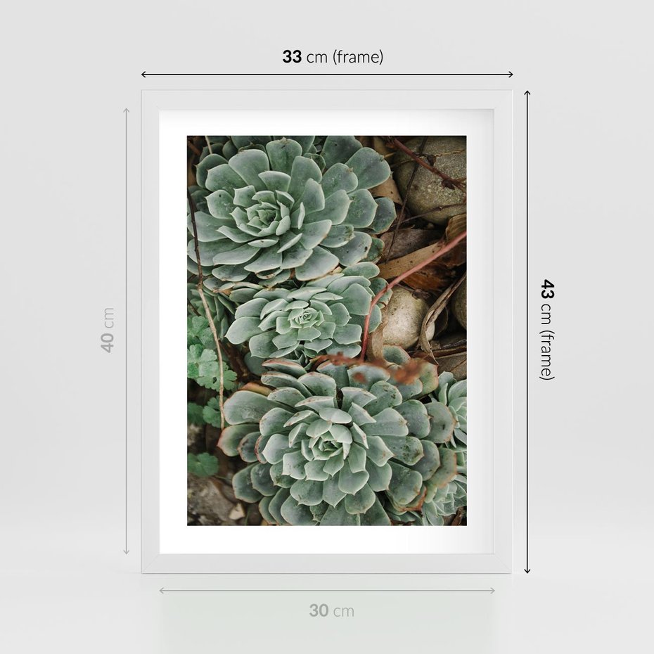 Plakat w ramie 30x40 - Zielona Uroda Sukulentów - sukulenty, zielone liście - rama biała