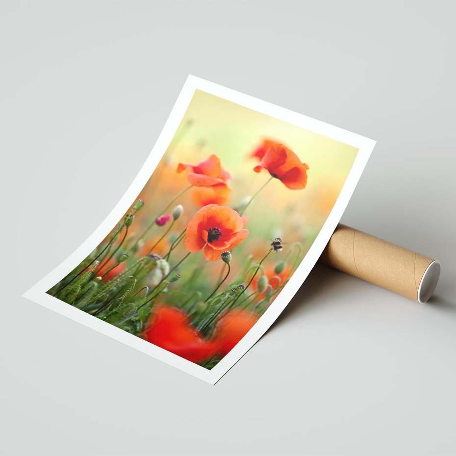 Plakat bez ramy 40x50 - Makowa Pasja - maki, kwiaty