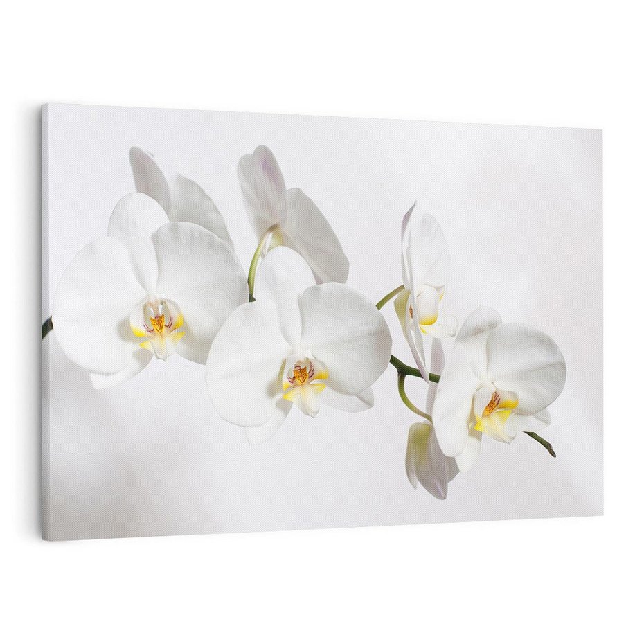 Obraz na płótnie 70x50 - Orchidea Kwiat - orchidea, kwiat
