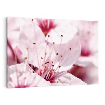 Obraz na płótnie 120x80 - Kwitnąca Wiśnia - kwiaty, kwitnąca