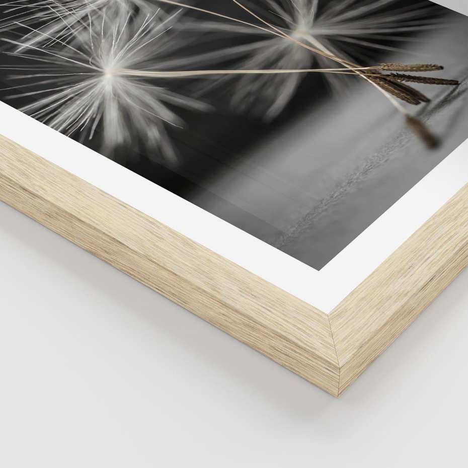 Plakat w ramie 50x70 - Delikatność dmuchawców zbliżenie - dmuchawce, zbliżenie - rama drewno