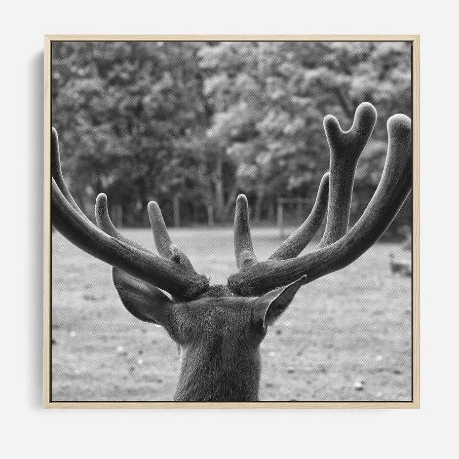 Obraz w ramie 80x80 - Przygubione motyle marzeń - fotografia czarno biała, młody jeleń w zagrodzie - rama drewno