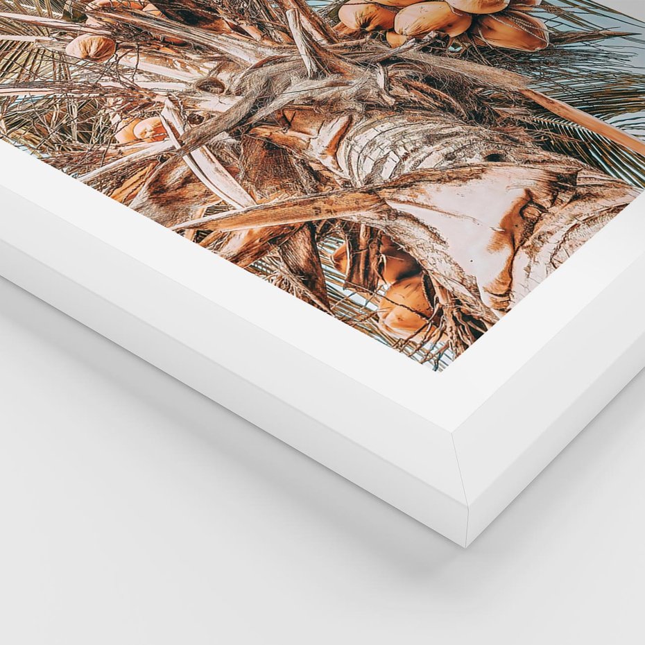Plakat w ramie 50x70 - Tropikalna Palma: Fotografia z Kokosami - palma kokosowa, kokosy - rama biała