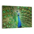 Obraz na płótnie 100x70 - Wspaniałość pawich piór - paw, pióra