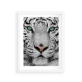 Plakat w ramie 30x40 - Magia Białego Tygrysa - biały, tygrys - rama biała