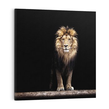 Obraz na płótnie 40x40 - Lew: dzikie piękno natury - lew, dzikie