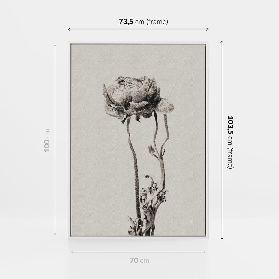 Obraz w ramie 70x100 - Cień Kwiatowej Delikatności - kwiat, cień - rama biała