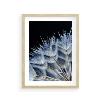 Plakat w ramie 50x70 - Makro piękno dmuchawców - makro, dmuchawce - rama drewno