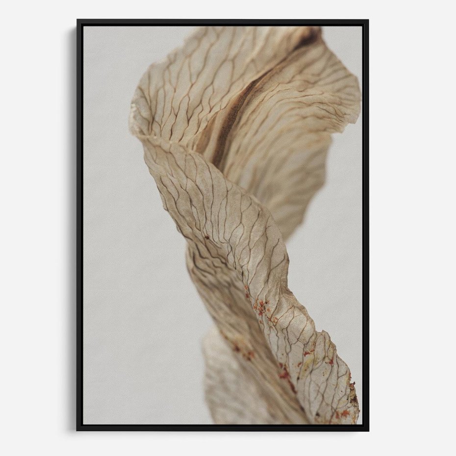 Obraz w ramie 50x70 - Suszone piękno - susz, suche - rama czarna