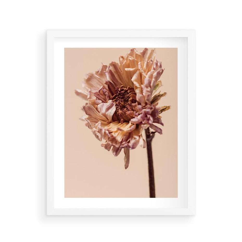 Plakat w ramie 40x50 - Delikatne piękno - suche, kwiaty - rama biała