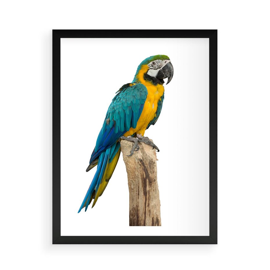 Plakat w ramie 50x70 - Kolorowa papuga w locie - papuga, ptak - rama czarna