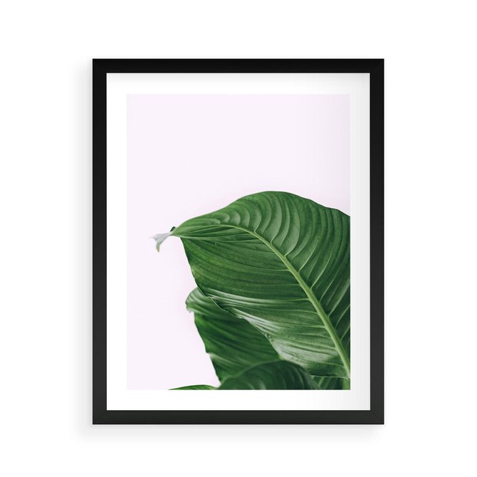 Plakat w ramie 40x50 - Zielone liście monstery - liście, monstera - rama czarna