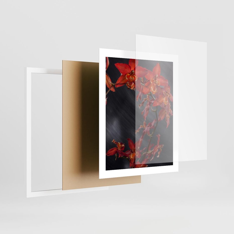 Plakat w ramie 40x50 - Kolorowy Raj - kwiaty, tropikalne - rama biała