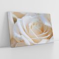 Obraz na płótnie 120x80 - Białe róże piękności - białe, róże