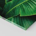 Obraz na płótnie 80x120 - Zaklęta roślinna ekspresja - liście bananowca, gęsto ułożone