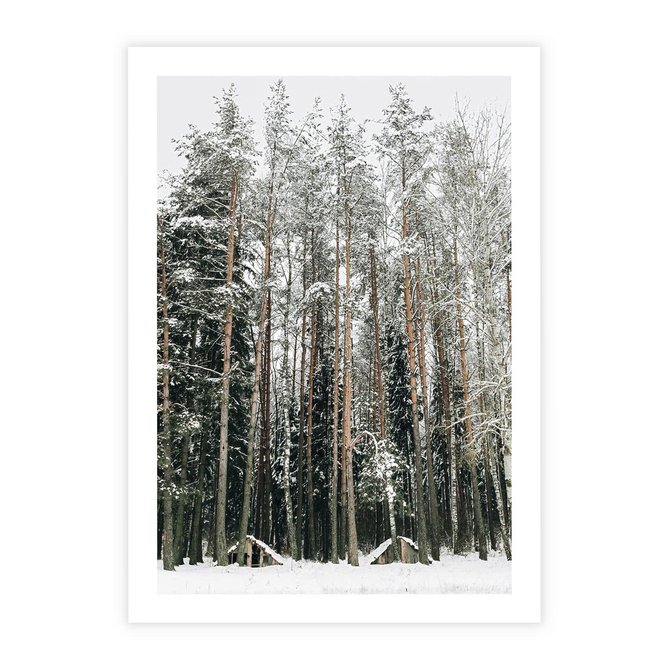 Plakat bez ramy 21x30 - Sypiący Śnieg - las w zimie, drzewa pod śniegiem