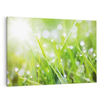 Obraz na płótnie 120x80 - Delikatna trawa pokryta rosą - trawa, rosa