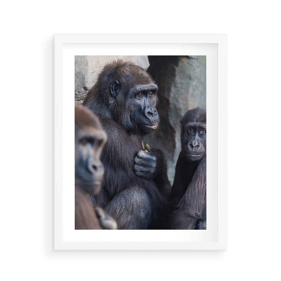 Plakat w ramie 40x50 - Małpy w ich naturalnym środowisku - małpy, szympansy - rama biała