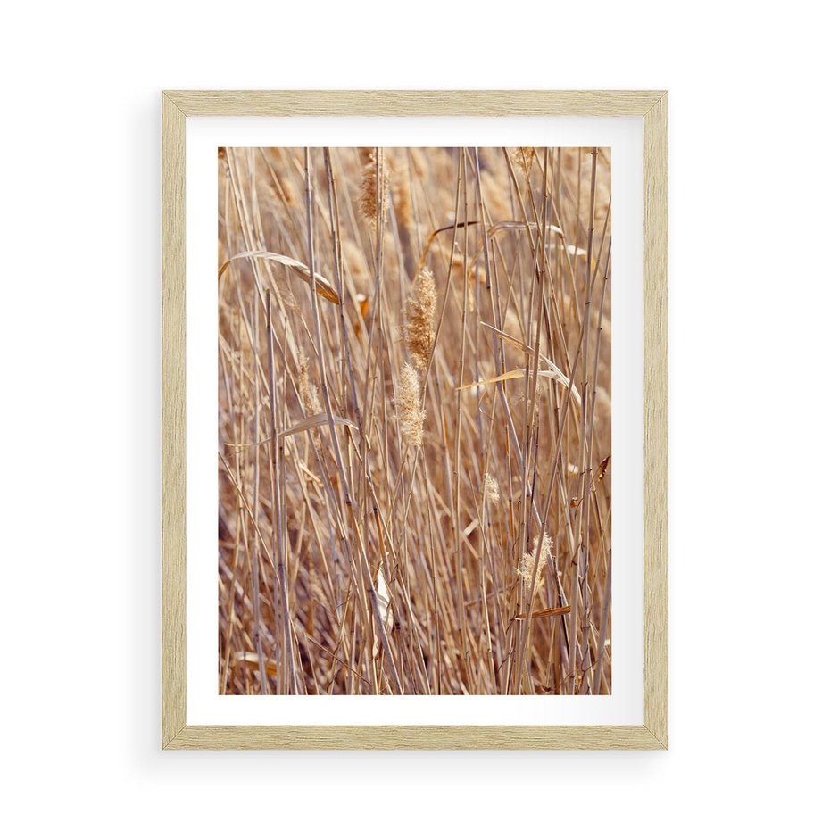 Plakat w ramie 50x70 - Mistrzowskie suche trawy - suche, trawy - rama drewno
