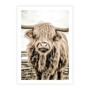 Plakat bez ramy 30x40 - Klimat Wiejskiego Życia - amerykańska krowa, byk