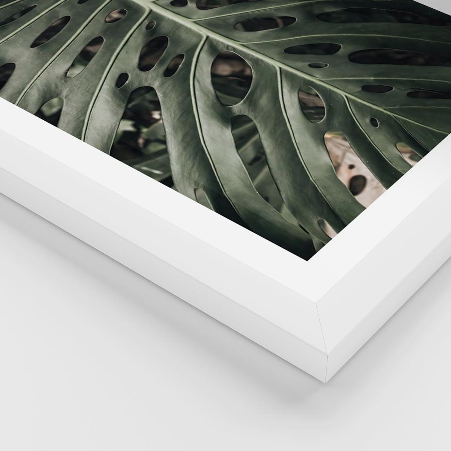 Plakat w ramie 50x70 - Majestatyczny Liść Monstery - liść monstery, majestatyczny liść - rama biała