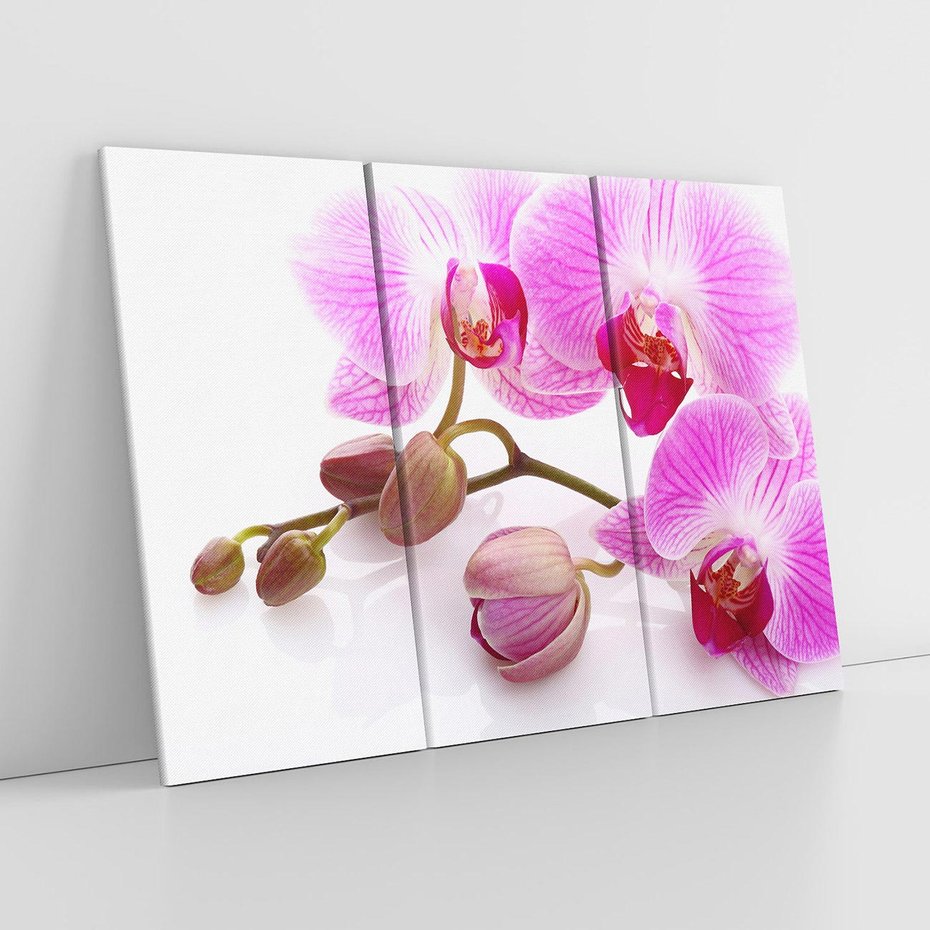 Obraz na płótnie 120x80 - Elegancka orchidea w pełnym rozkwicie - orchidea, kwiat