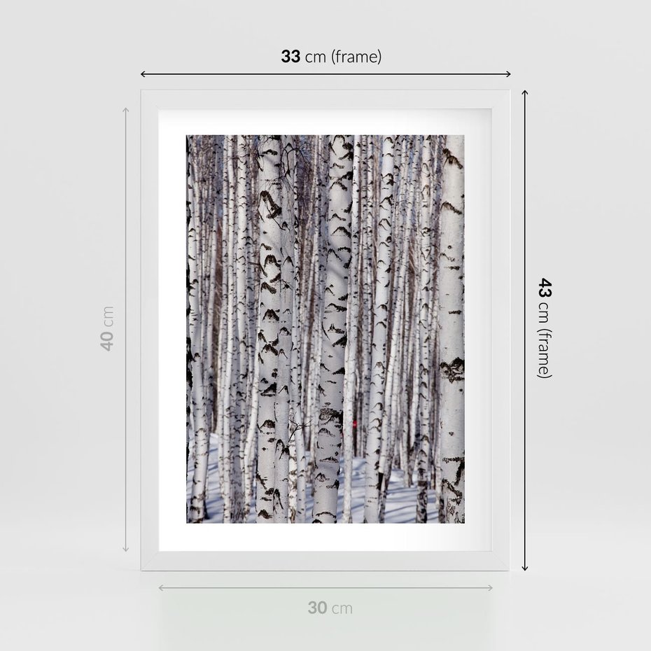 Plakat w ramie 30x40 - Lśniące Brzozy - brzozy, las - rama biała