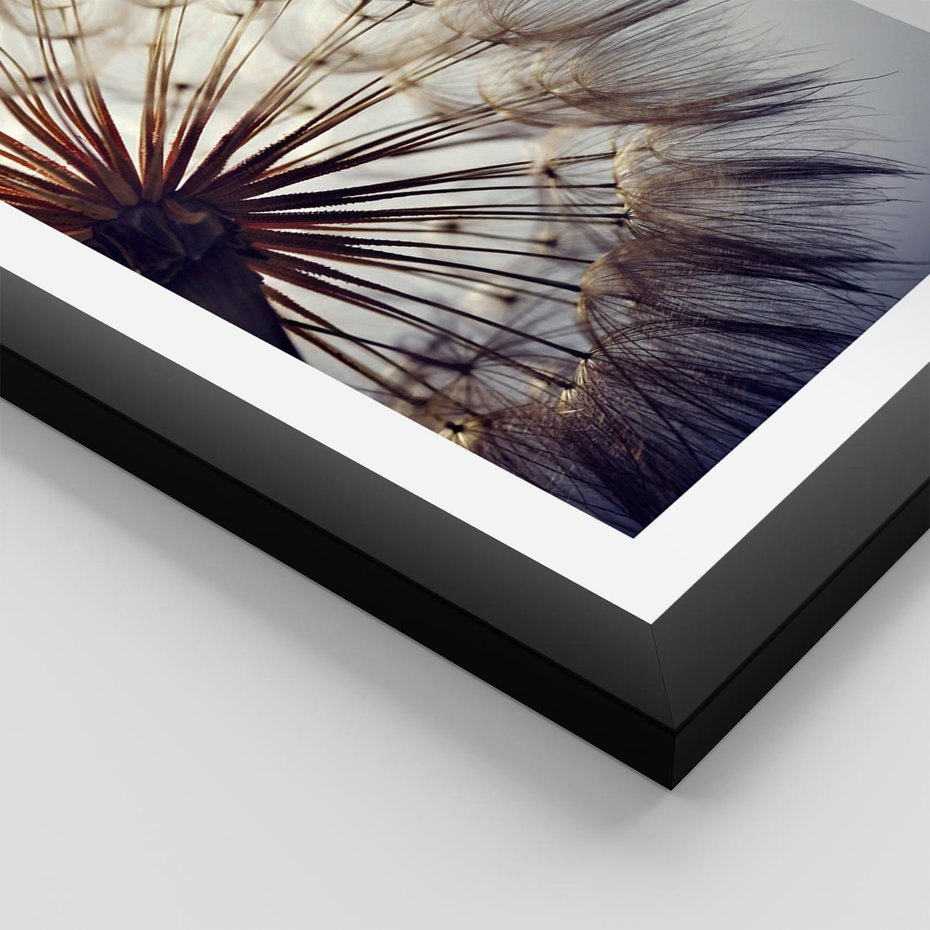 Plakat w ramie 30x40 - Makro piękno dmuchawca - makro, dmuchawiec - rama czarna