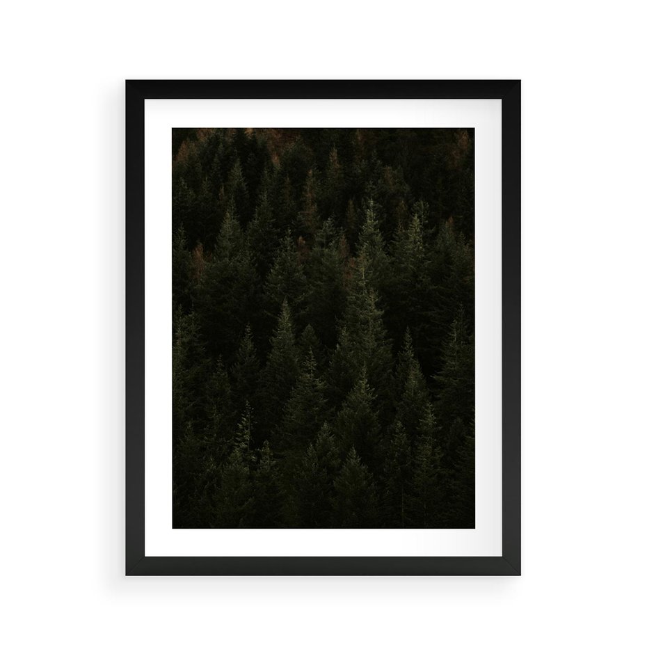 Plakat w ramie 40x50 - Ciemny las iglasty - las, iglasty - rama czarna