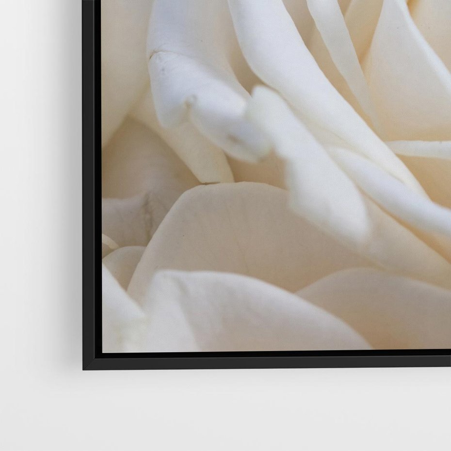 Obraz w ramie 50x50 - Białe róże piękności - białe, róże - rama czarna