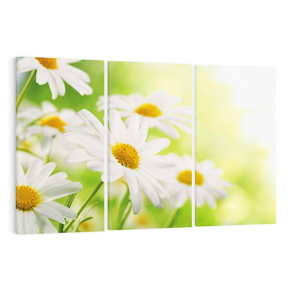 Obraz na płótnie 120x80 - Stokrotka: delikatność natury - stokrotka, kwiat