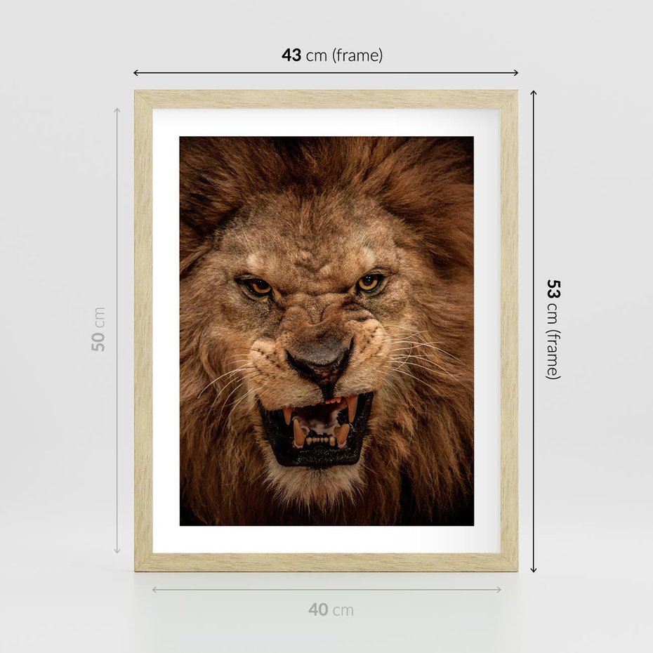 Plakat w ramie 40x50 - Władca Sawanny - lew, sawanna - rama drewno