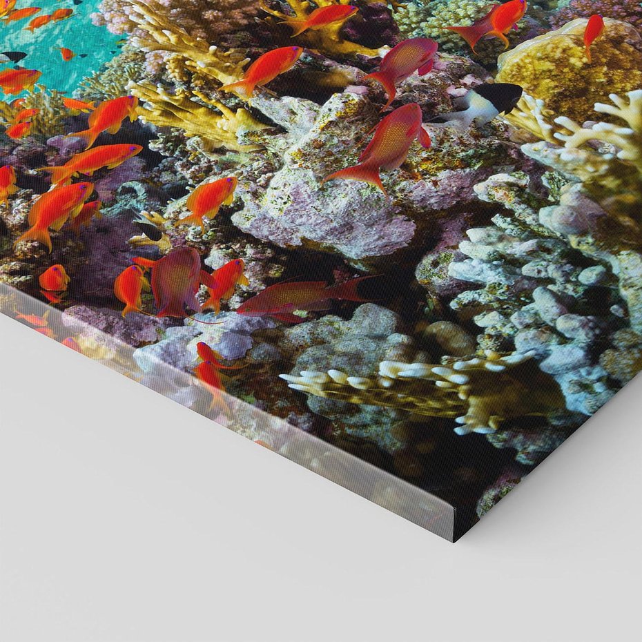 Obraz na płótnie 80x120 - Rafa koralowa w oceanie - rafa, koralowa