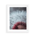 Plakat w ramie 40x50 - Dmuchawiec w Detalu - dmuchawiec, zdjęcie makro - rama biała