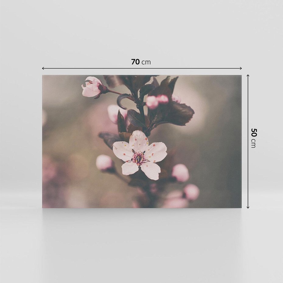 Obraz na płótnie 70x50 - Przemijający Urok - kwitnąca, wiśnia