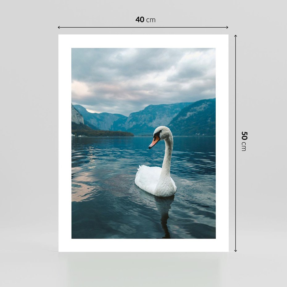 Plakat bez ramy 40x50 - Łabędzi Śpiew - fotografia, plakat