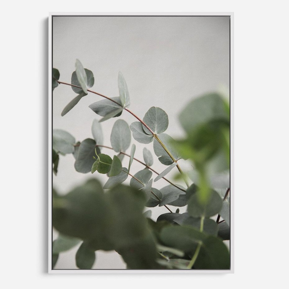 Obraz w ramie 70x100 - Liście eukaliptusa w naturze - eukaliptus, liście - rama biała