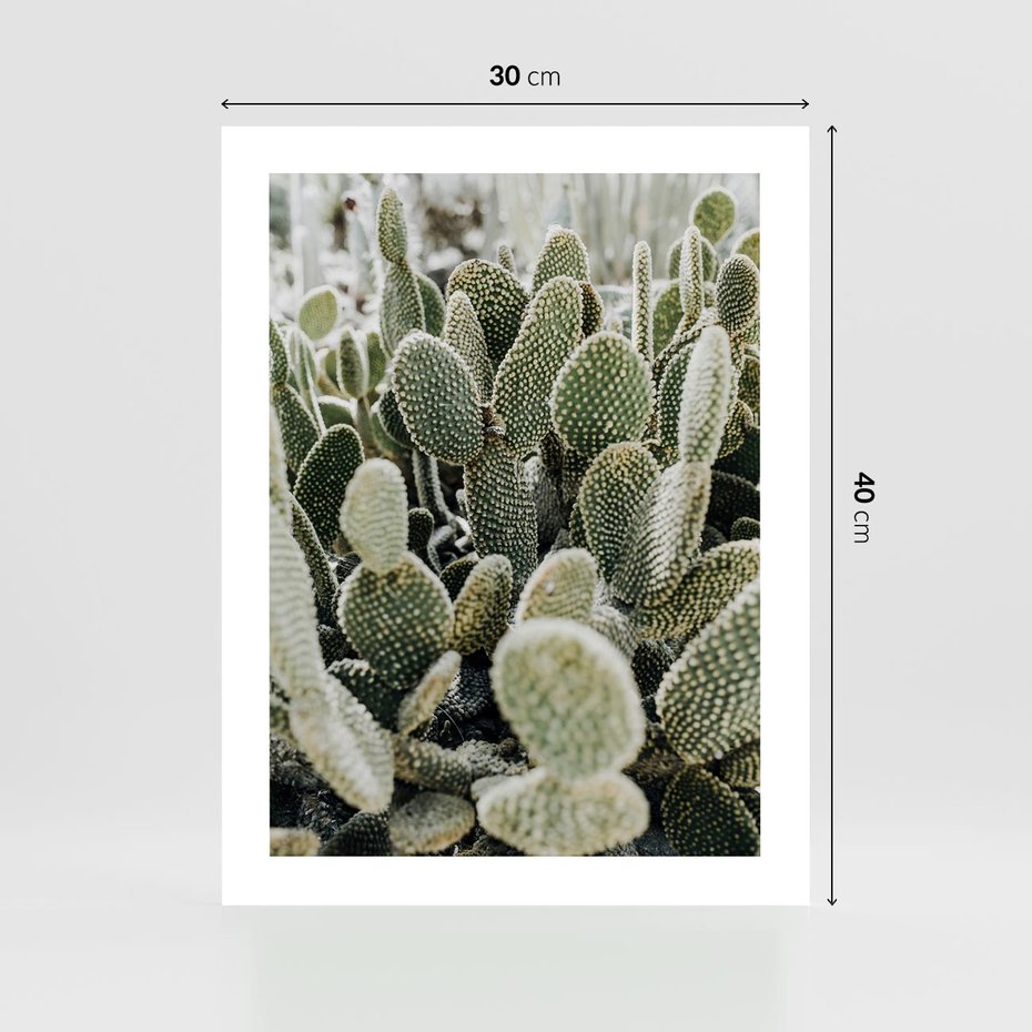 Plakat bez ramy 30x40 - Kaktusowa Harmonia - kaktusy, fotografia