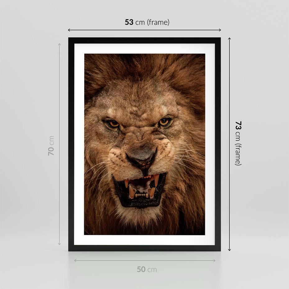 Plakat w ramie 50x70 - Władca Sawanny - lew, sawanna - rama czarna