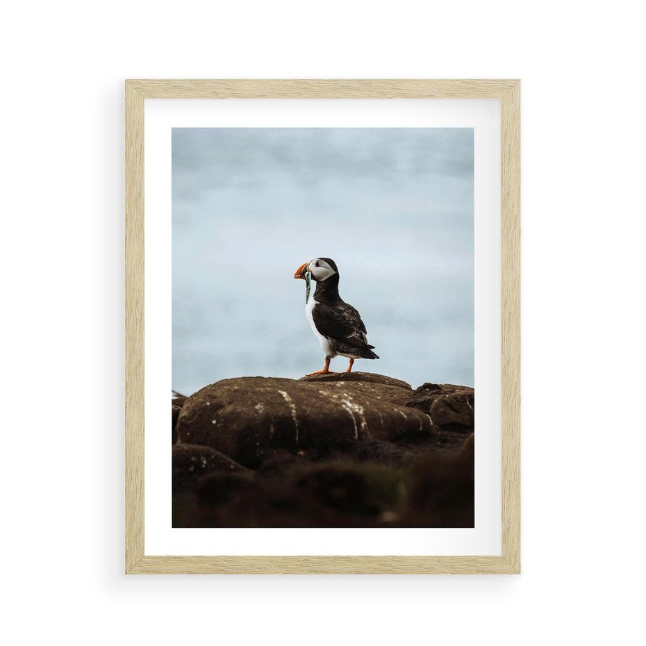 Plakat w ramie 40x50 - Portret Ptaka Morskiego - maskonur, ptak - rama drewno