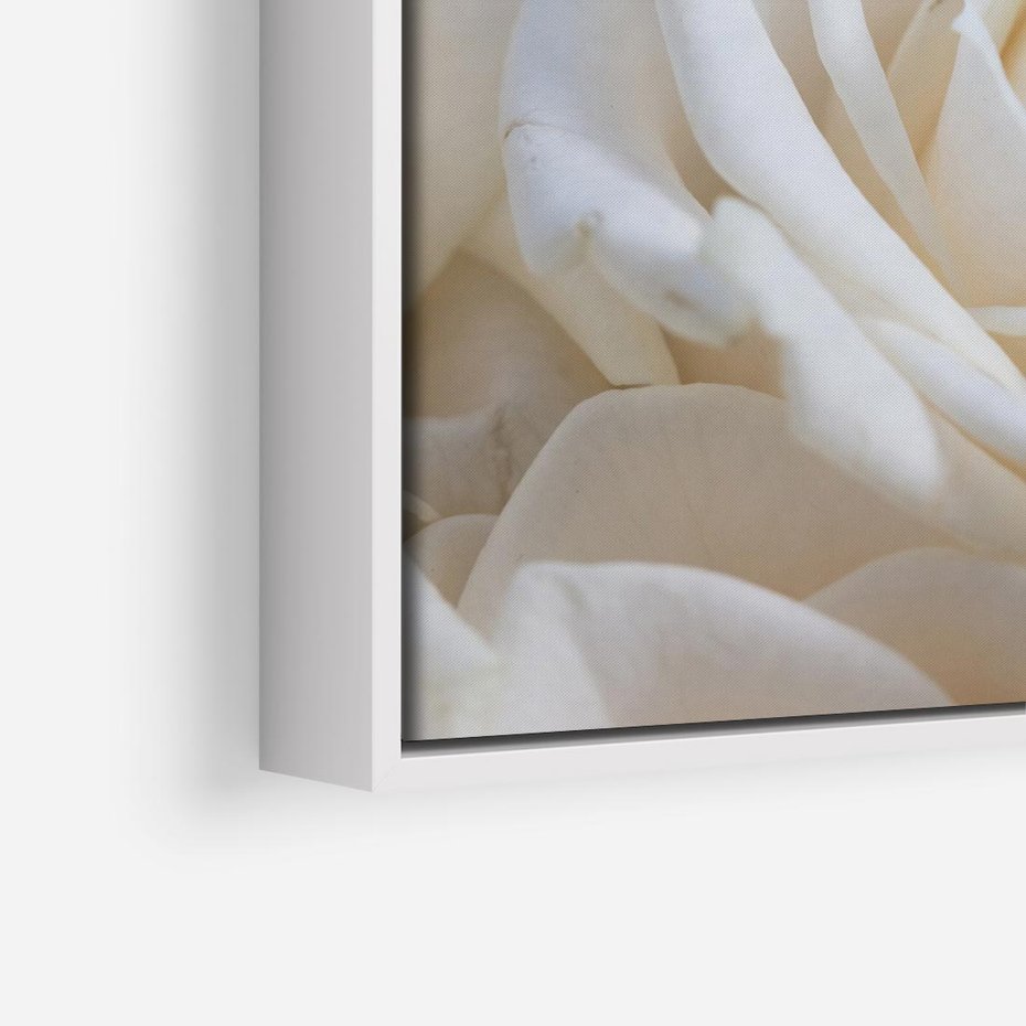 Obraz w ramie 50x50 - Białe róże piękności - białe, róże - rama biała