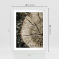 Plakat w ramie 40x50 - Wnętrze Natury - pień, przecięty pień - rama biała
