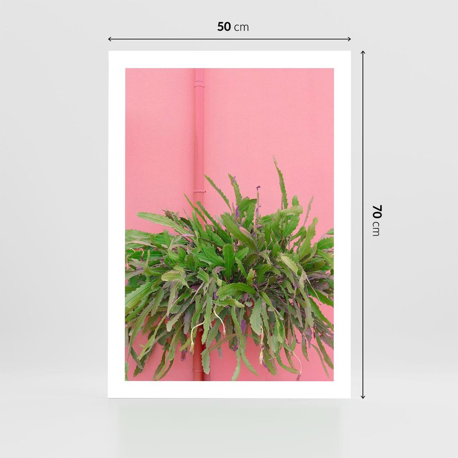 Plakat bez ramy 50x70 - Fotografia Rośliny z Różowym Tłem - fotografia, zielona roślina na tle różwj ściany