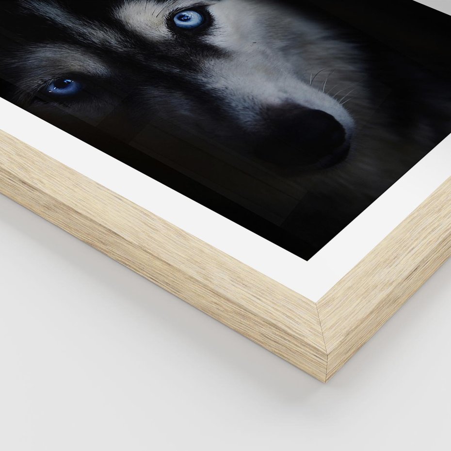 Plakat w ramie 40x50 - Wilk i husky: siła przyjaźni - wilk, husky - rama drewno