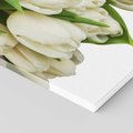 Obraz na płótnie 80x120 - Białe tulipany w pełnym rozkwicie - białe, tulipany