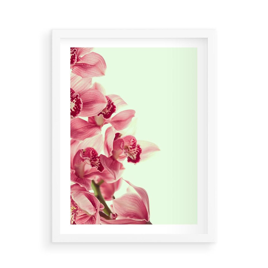 Plakat w ramie 50x70 - Orchidea - delikatne kwiaty - orchidea, kwiaty - rama biała